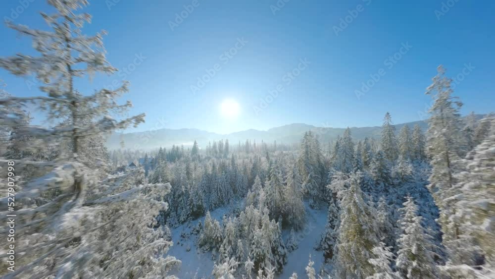 Flying close to the tree branches in a winter fairytale forest on a clear sunny day. Flying close to the tree branches in a winter fairytale forest on a clear sunny day.