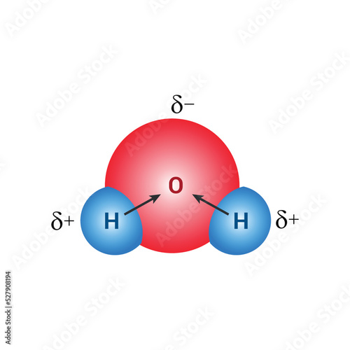 the polar covalent bonds of water molecules (H2O) photo