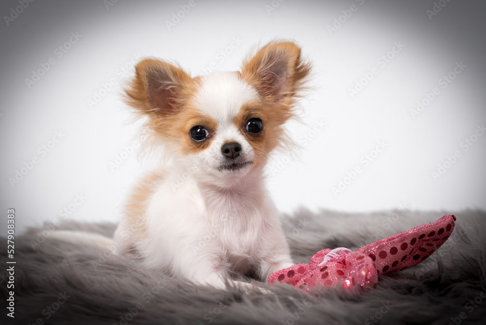 portrait of the Chihuahua Puppy Dog