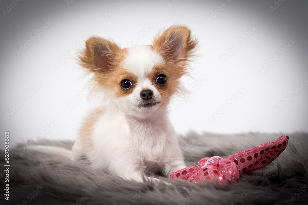 portrait of the Chihuahua Puppy Dog portrait of the Chihuahua Puppy Dog