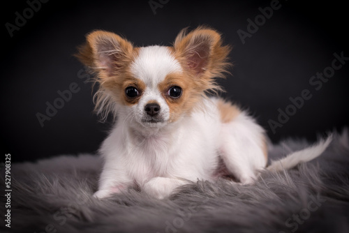 portrait of the Chihuahua Puppy Dog © angloma