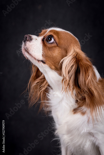 Photo Portrait of the Cavalier king charles spaniel Dog