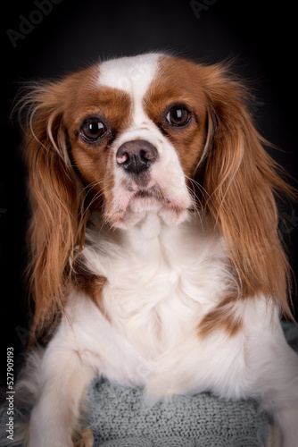 Portrait of the Cavalier king charles spaniel Dog
