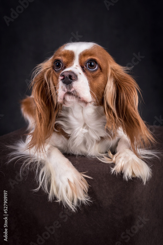 Portrait of the Cavalier king charles spaniel Dog © angloma