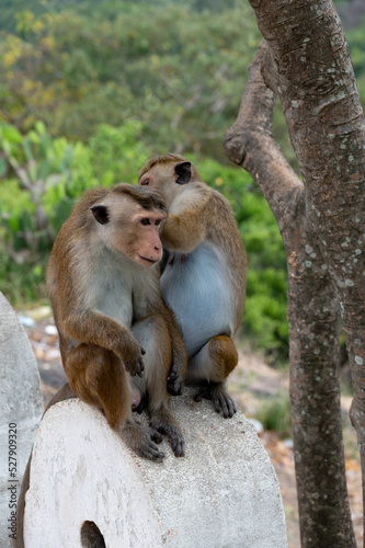 Monkey species  Toque macaque (Macaca sinica) grooming each other near Dambulla Royal Cave Temple, Sri Lanka	