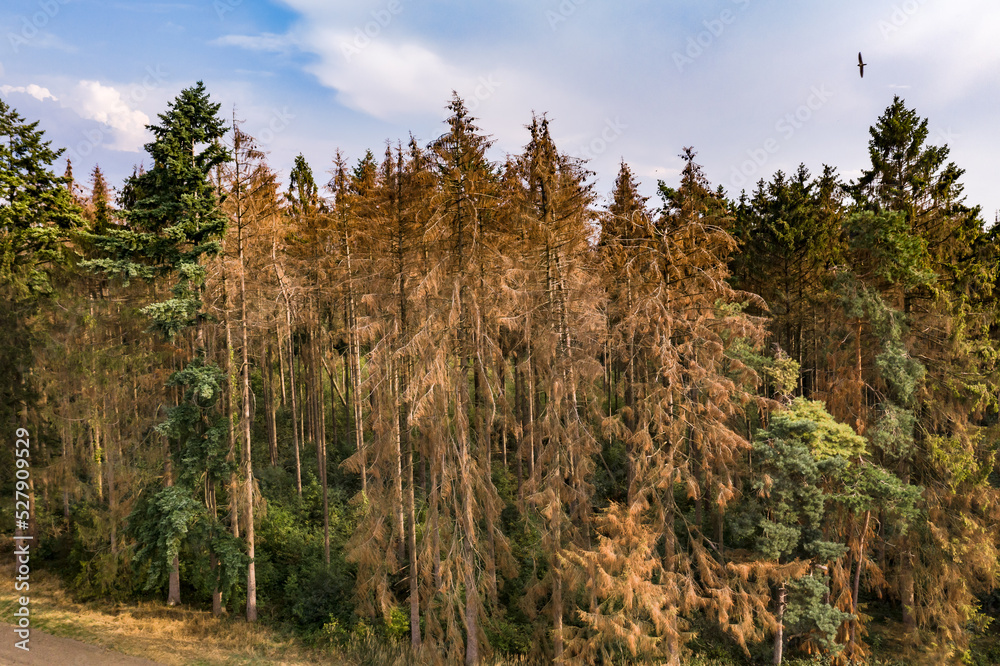 Luftaufnahme Fichtensterben durch den Klimawandel im deutschen Harz