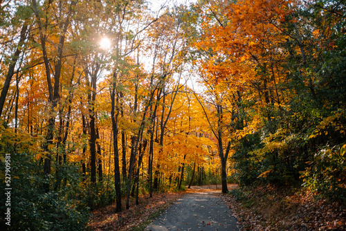 A path winds its way through a colorful yellow and orange forest © Sarah Wilson