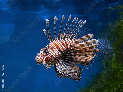 Ocean fish under water. Underwater photography. Oceanarium  Aquarium. Sea fish. The seabed.