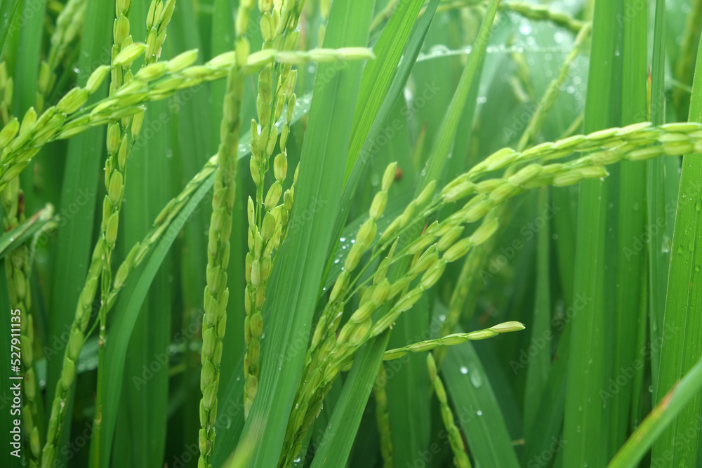 Fototapeta premium beautiful images of rice fields. Rice field and raining.