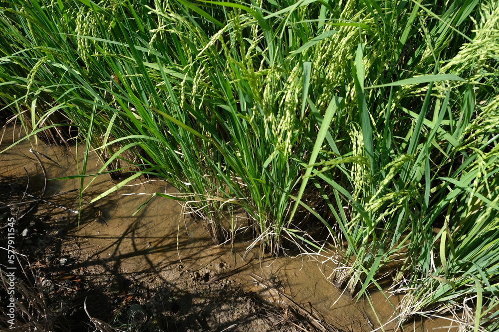 beautiful images of rice fields. Rice field and raining. beautiful images of rice fields. Rice field and raining.