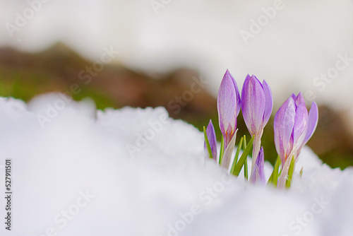 beautiful spring flowers crocuses spring break out from under the snow © Elena