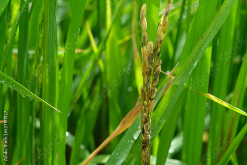 A Rice blast is a fungus that feeds on the rice plant.