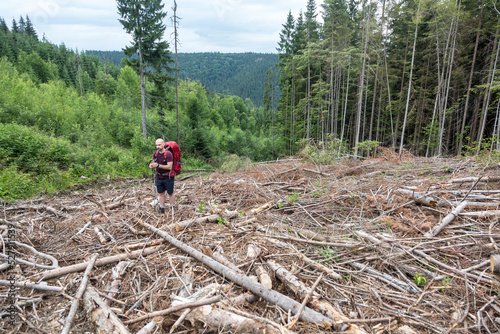 Tourist hiker and clearcut logging in the Carpathian forest, cut down and remove every tree