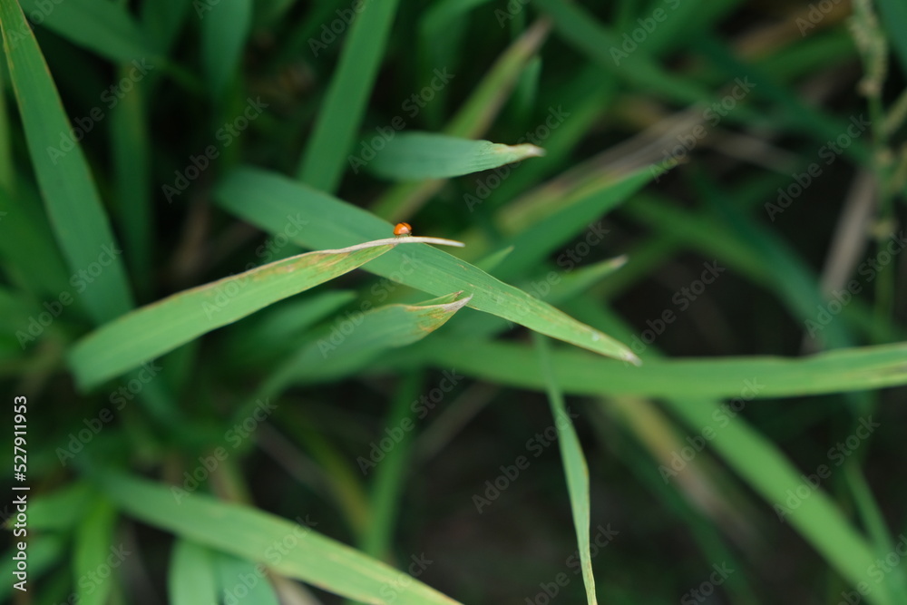 The insect attacks during the spikelet stage of the rice crop.