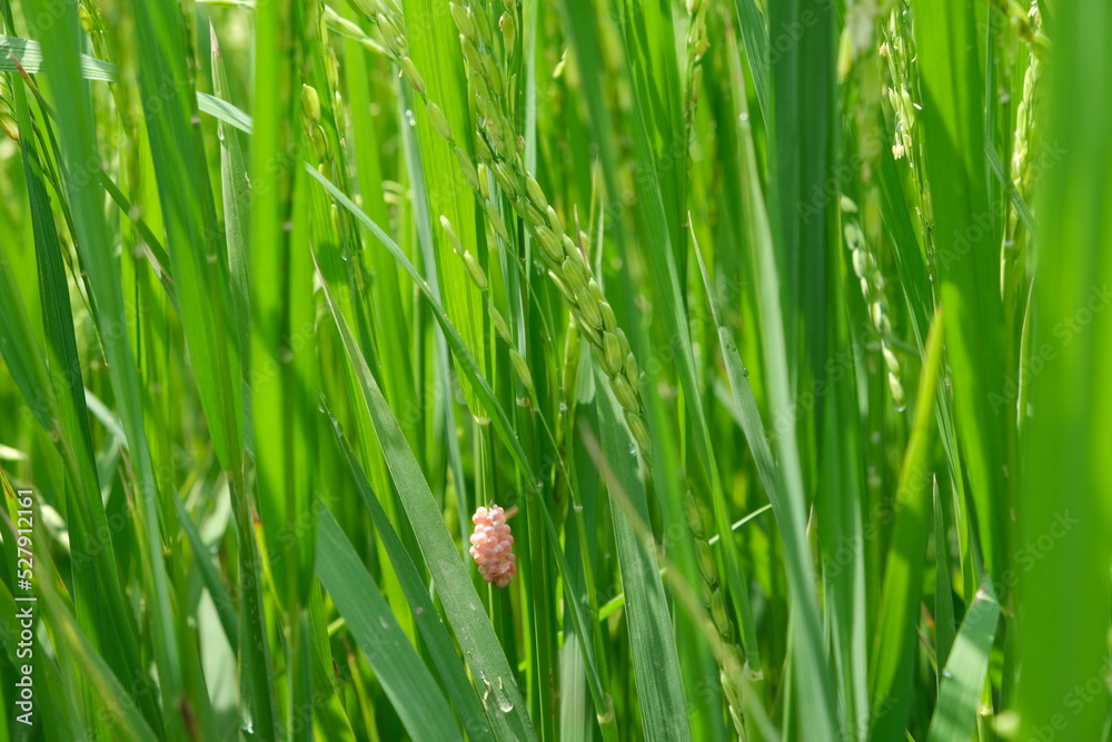 Golden apple snails eat young and emerging rice plants. Stock Photo