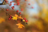 Z艂ota, polska jesie艅. 呕贸艂te i czerwone li艣cie, barwy jesieni. Golden autumn, yellow and red leaves. 