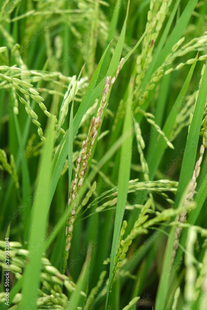 A Rice blast is a fungus that feeds on the rice plant. A Rice blast is a fungus that feeds on the rice plant.