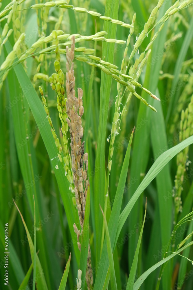 A Rice blast is a fungus that feeds on the rice plant. A Rice blast is a fungus that feeds on the rice plant.