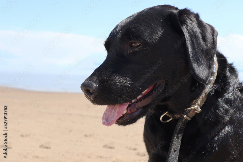 a close-up portrait of a black labrador at sea. dog on the beach