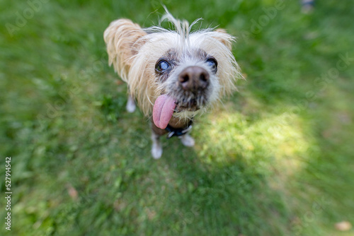 Ugly old Chinese Crested dog 