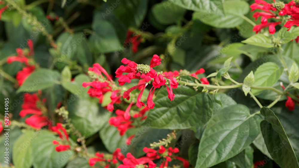 Scutellaria incarnata ventenatii - Scutellaire de Ventenat ou calottes duveteuse à fleurs rouges