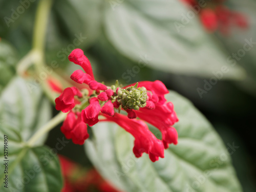 Scutellaria incarnata ventenatii - Scutellaire de Ventenat ou calottes duveteuse à fleurs rouges en forme de casques miniatures dans un feuillage vert, épais et cordiforme photo