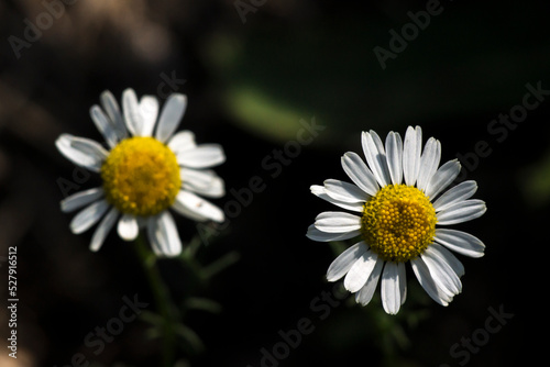 Chamomile   Matricaria chamomilla .