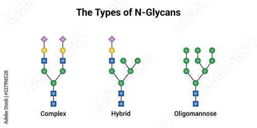 The types of N-Glycans. Complex, hybrid and oligomannose