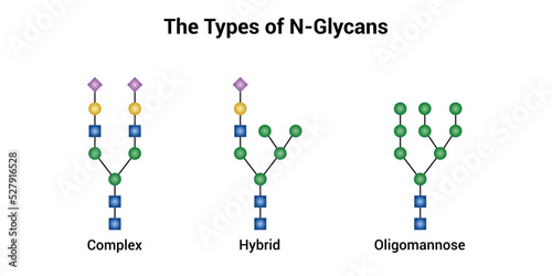 The types of N-Glycans. Complex, hybrid and oligomannose photo