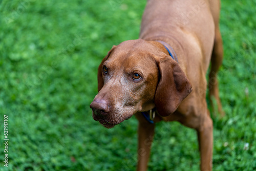 vizsla