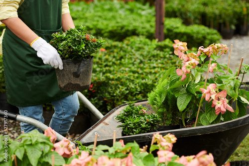 Flower Garden Worker Loading Wheelbarrow