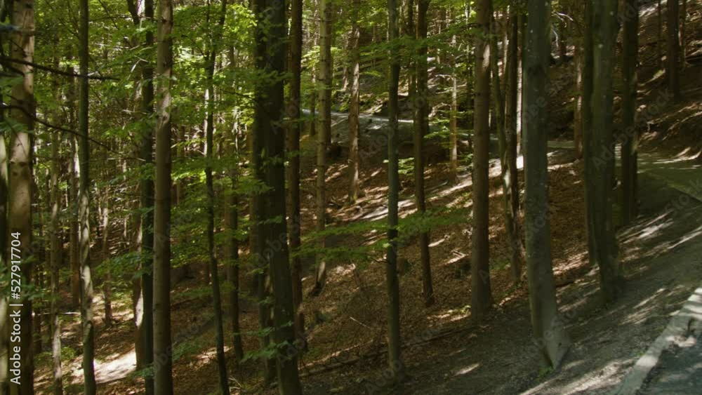 winding hiking path in forest winding hiking path in forest
