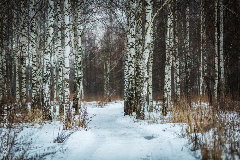 Fototapeta premium winter forest in the snow