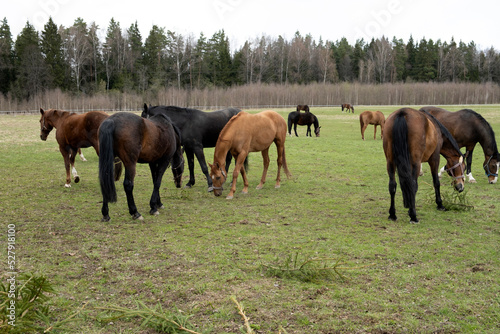 A herd of horses graze in a meadow, grazing grass and fir branches.