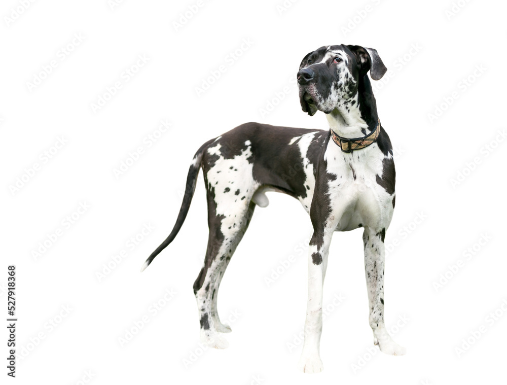 A black and white purebred Harlequin Great Dane dog standing, with a transparent background