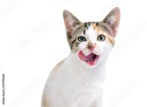 A calico tabby domestic shorthair kitten licking its lips, with a transparent background