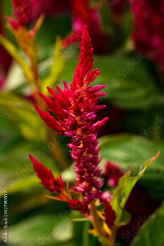 Outsidepride Celosia Scarlet Plume Plant, Feathery Amaranth Garden or House Plant Flower photo