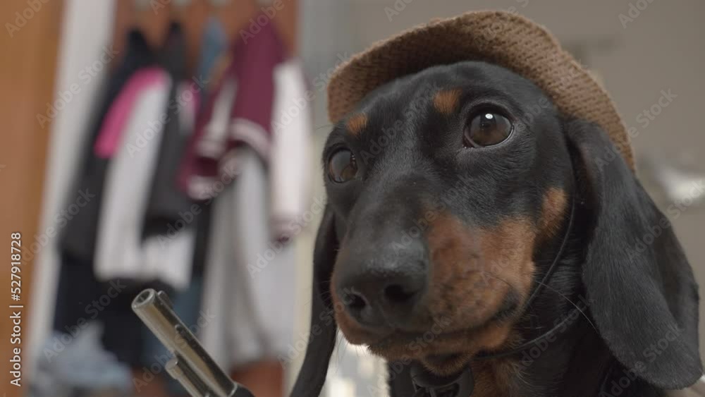 Portrait of funny dachshund puppy in a cowboy hat, who is shooting a