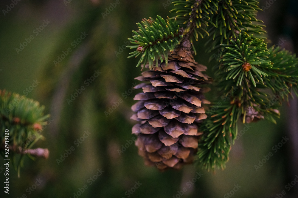Pine Cone hanging from green needles on fir tree Pine Cone hanging from green needles on fir tree