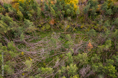 Aerial view of a Mikado style forest dieback caused by storms and drought in the German coniferous forest