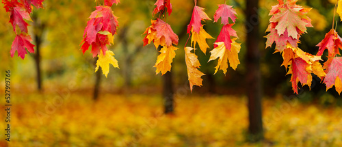 Colorful autumn leaves and blurred park background. Autumnal leaves  red and yellow maple foliage