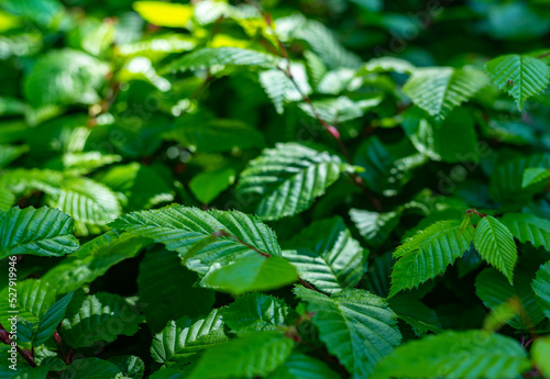 Hornbeam, green leaves
