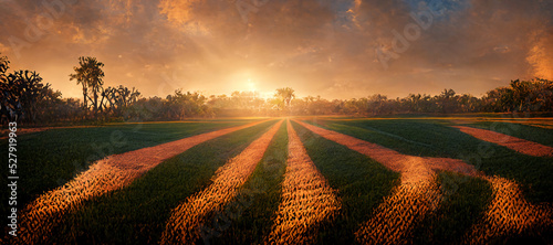 Fotografiet sunset field,sunset corn field, sunset trees, sunset path, sunset baseball field