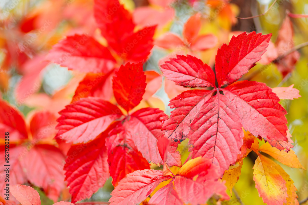 Red autumn leaves. Warm autumn background with red-orange leaves of wild grapes. Colors of autumn Red autumn leaves. Warm autumn background with red-orange leaves of wild grapes. Colors of autumn