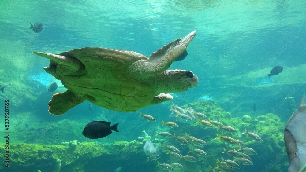 Turtle Swimming Underwater Turtle Swimming Underwater