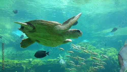 Turtle Swimming Underwater
