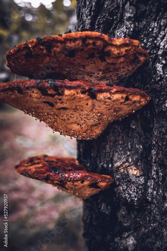 mushroom on tree