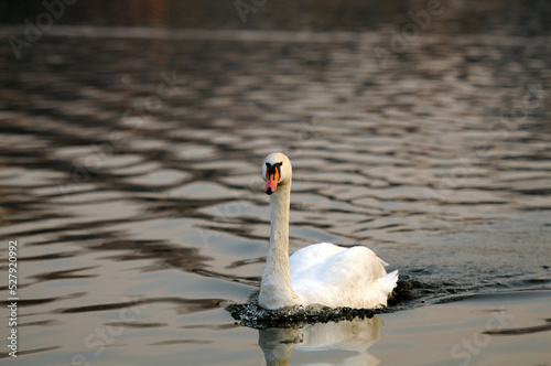 A swan on the Vistula River in Krakow, looking for food. Winter, Krakow, Poland. Łabędź na rzece Wisła w Krakowie, szuka jedzenia. Zima, Kraków, Polska. 