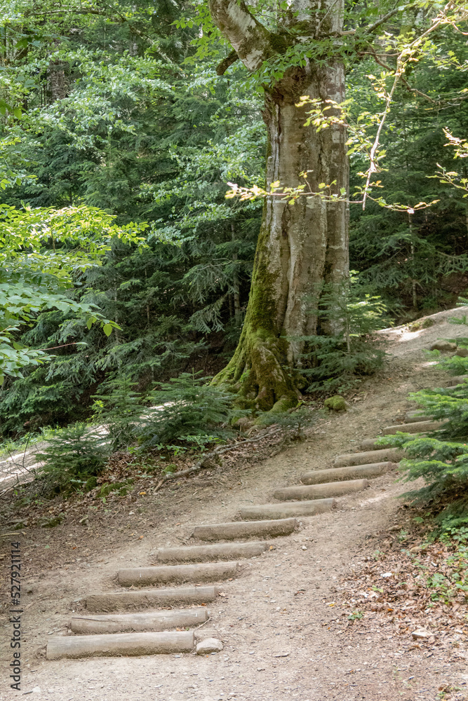Log path, log ladder in the forest Log path, log ladder in the forest