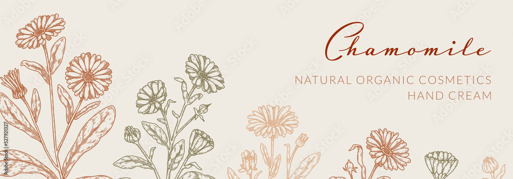 Chamomile horizontal packaging design with hand drawn elements. Vector illustration in sketch style